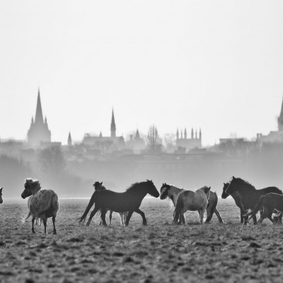 Ponies on Port Meadow, Oxford